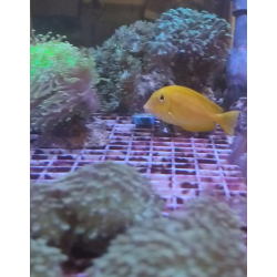 Acanthurus olivaceus S